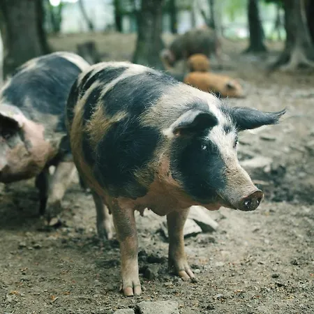 Chata Orlí Vrch Zlaté Hory