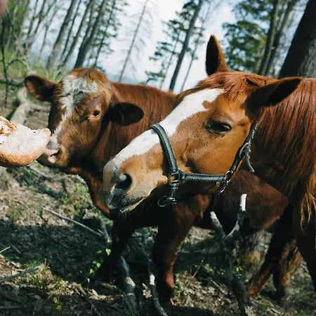 Orli Vrch Gerendaház *