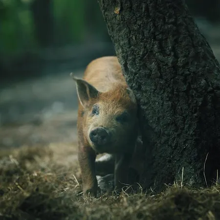 Chata Orlí Vrch Zlaté Hory